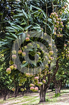 Mango Fruits are Ripening on mango tree orchard photo