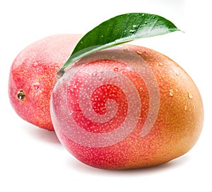 Mango fruits with water drops. on a white.