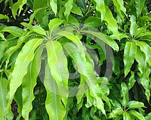 Mango green leaves abstract texture background