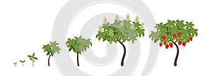 Mango growth stages. Ripening period progression. Life cycle animation plant seedling. Vector illustration.