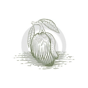 Mango hand drawn vector illustration