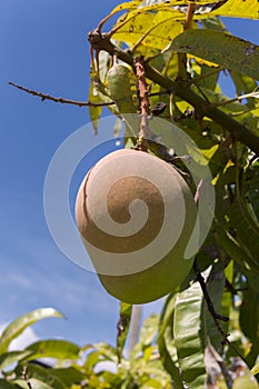 Mango hanging from the tree in Italy