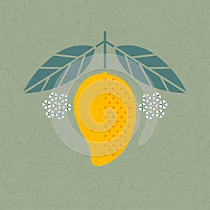 Mango illustration. Mango with leaves and flowers on shabby background. Flat design.