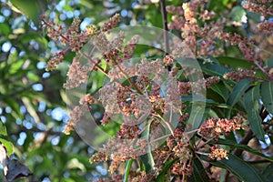 Mango infloresence. panicle.