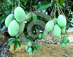 Mango is a kind of fruit,as is the name of the tree,which belongs to the Anacardiaceae tribe.