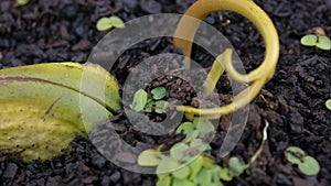 Mango and Kiwi Sprouts