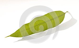 Mango leaf