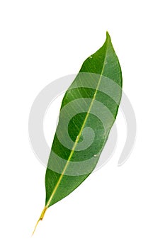 Mango leaf