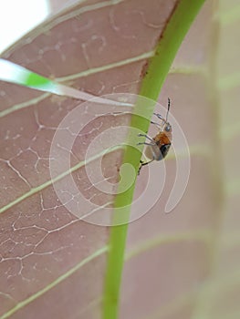 Mango leaf-cutting weevil