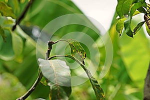 Mango leaf disease causes by fungi