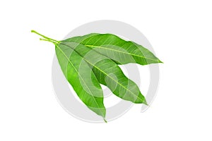 Mango leaf isolated on a white background.