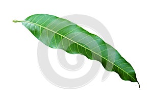 Mango Leaf Isolated on White Background