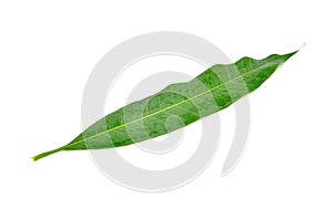Mango leaf