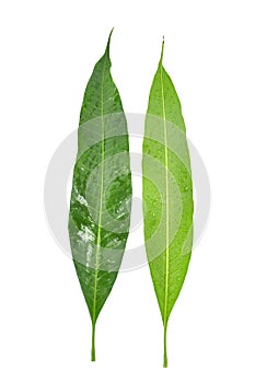 Mango leaf