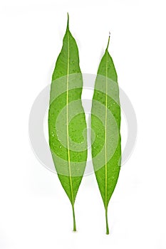 Mango leaf