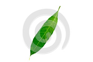 Mango leaf isolated on white background. Can used for object of mango products.