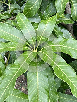 Mango leaf in nature garden