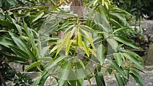 mango leaf photo taken in the morning