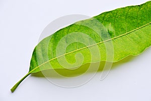 Mango leaf texture on white background