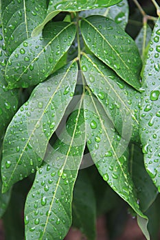 Mango leaf with water drop after rainy day. Thailand
