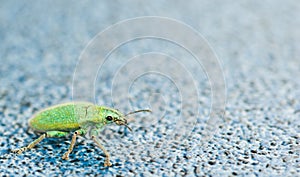 Mango leaf weevil