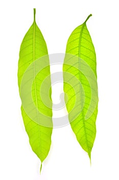Mango leaf