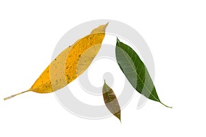 Mango leaf on white background