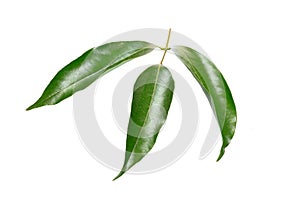 Mango leaves