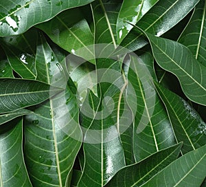 Mango leaves background, beautiful fresh green group with clear leaf vein texture detail, copy space, top view, close up, macro.