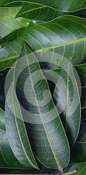 Mango leaves background, beautiful fresh green group with clear leaf vein texture detail, copy space, top view, close up, macro.