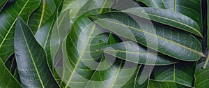 Mango leaves background, beautiful fresh green group with clear leaf vein texture detail, copy space, top view, close up, macro.