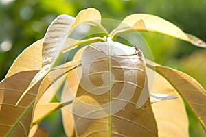 Mango leaves are bitten by mango weevils