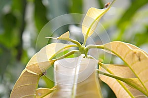 Mango leaves are bitten by mango weevils