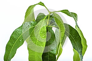 Mango leaves close-up on a white background. Green leaves of exotic plants with water drops. Care and cultivation of the