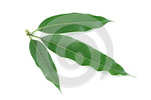 Mango leaves isolate on white