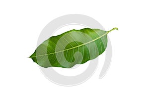 Mango leaves on isolate white background. with clipping path