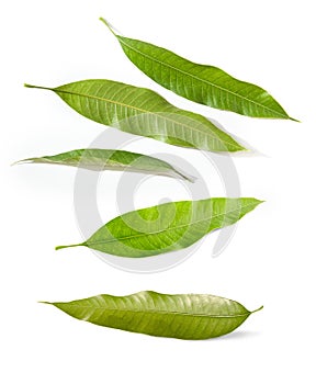 Mango leaves