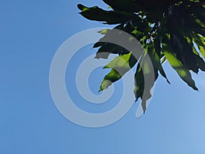 Mango leaves under a hot blue sky but beautiful weather