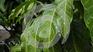 Mango leaves with unique texture signify good growth