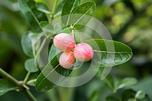 Mango Lime yawn yell