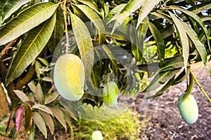 Mango and Mango Tree at Mango Orchad