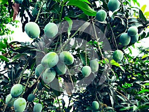 Mango in mango tree surrounded with mango leafs. Langra Aam