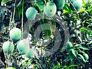 Mango in mango tree surrounded with mango leafs. Langra Aam