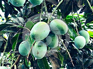 Mango in mango tree surrounded with mango leafs. Langra Aam