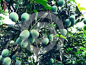 Mango in mango tree surrounded with mango leafs. Langra Aam