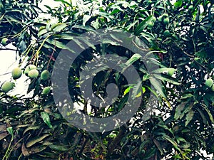 Mango in mango tree surrounded with mango leafs. Langra Aam