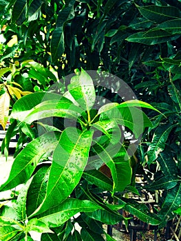 Mango in mango tree surrounded withMango flower blossom, Aam ka Manzar.