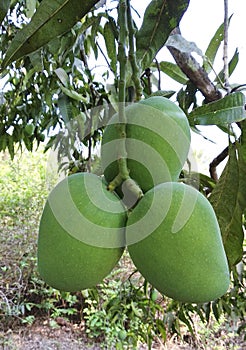 Hanging Green hapus mango on tree. photo