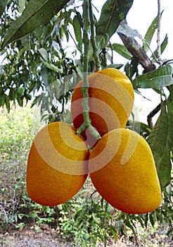 Hanging Green hapus mango on tree. photo