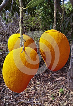 Hapus mango hanging on branch of tree. Maharashtra-India. photo